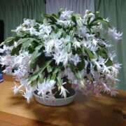 ヒメ日記 2025/01/17 13:00 投稿 すみれ 北九州人妻倶楽部（三十路、四十路、五十路）