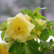 ヒメ日記 2025/01/20 12:09 投稿 すみれ 北九州人妻倶楽部（三十路、四十路、五十路）