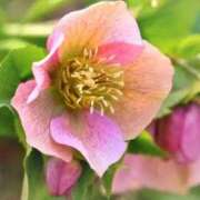 ヒメ日記 2025/01/21 21:45 投稿 すみれ 北九州人妻倶楽部（三十路、四十路、五十路）