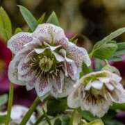 ヒメ日記 2025/01/24 00:15 投稿 すみれ 北九州人妻倶楽部（三十路、四十路、五十路）