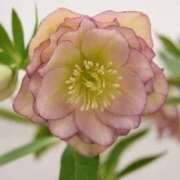 ヒメ日記 2025/01/24 12:06 投稿 すみれ 北九州人妻倶楽部（三十路、四十路、五十路）