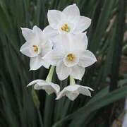 ヒメ日記 2025/01/31 13:00 投稿 すみれ 北九州人妻倶楽部（三十路、四十路、五十路）