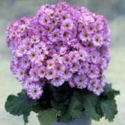 ヒメ日記 2025/02/03 12:12 投稿 すみれ 北九州人妻倶楽部（三十路、四十路、五十路）