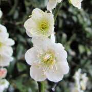 ヒメ日記 2025/02/07 07:48 投稿 すみれ 北九州人妻倶楽部（三十路、四十路、五十路）