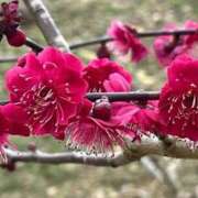 ヒメ日記 2025/02/09 00:03 投稿 すみれ 北九州人妻倶楽部（三十路、四十路、五十路）