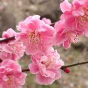 ヒメ日記 2025/02/09 20:57 投稿 すみれ 北九州人妻倶楽部（三十路、四十路、五十路）