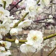 ヒメ日記 2025/02/12 00:03 投稿 すみれ 北九州人妻倶楽部（三十路、四十路、五十路）