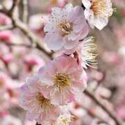 ヒメ日記 2025/02/13 17:03 投稿 すみれ 北九州人妻倶楽部（三十路、四十路、五十路）