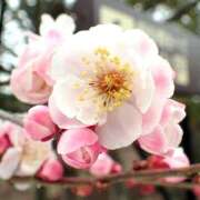 ヒメ日記 2025/02/17 12:18 投稿 すみれ 北九州人妻倶楽部（三十路、四十路、五十路）