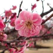 ヒメ日記 2025/02/19 12:04 投稿 すみれ 北九州人妻倶楽部（三十路、四十路、五十路）