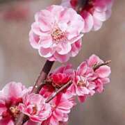 ヒメ日記 2025/02/21 08:48 投稿 すみれ 北九州人妻倶楽部（三十路、四十路、五十路）