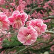 ヒメ日記 2025/02/23 16:03 投稿 すみれ 北九州人妻倶楽部（三十路、四十路、五十路）