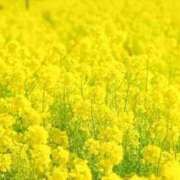 ヒメ日記 2025/03/02 17:34 投稿 すみれ 北九州人妻倶楽部（三十路、四十路、五十路）