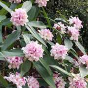 ヒメ日記 2025/03/04 12:20 投稿 すみれ 北九州人妻倶楽部（三十路、四十路、五十路）