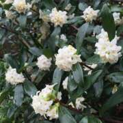 ヒメ日記 2025/03/05 13:04 投稿 すみれ 北九州人妻倶楽部（三十路、四十路、五十路）