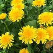 ヒメ日記 2025/03/06 20:03 投稿 すみれ 北九州人妻倶楽部（三十路、四十路、五十路）