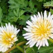 ヒメ日記 2025/03/08 09:48 投稿 すみれ 北九州人妻倶楽部（三十路、四十路、五十路）