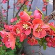 ヒメ日記 2025/03/10 19:33 投稿 すみれ 北九州人妻倶楽部（三十路、四十路、五十路）