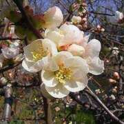 ヒメ日記 2025/03/11 23:57 投稿 すみれ 北九州人妻倶楽部（三十路、四十路、五十路）