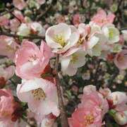 ヒメ日記 2025/03/12 13:03 投稿 すみれ 北九州人妻倶楽部（三十路、四十路、五十路）