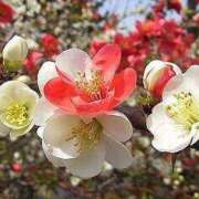 ヒメ日記 2025/03/14 00:12 投稿 すみれ 北九州人妻倶楽部（三十路、四十路、五十路）