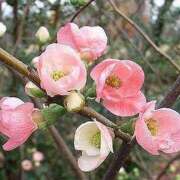 ヒメ日記 2025/03/14 14:27 投稿 すみれ 北九州人妻倶楽部（三十路、四十路、五十路）