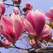 ヒメ日記 2025/03/15 19:30 投稿 すみれ 北九州人妻倶楽部（三十路、四十路、五十路）