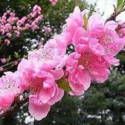 ヒメ日記 2025/03/17 08:03 投稿 すみれ 北九州人妻倶楽部（三十路、四十路、五十路）