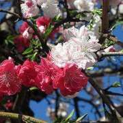 ヒメ日記 2025/03/18 18:48 投稿 すみれ 北九州人妻倶楽部（三十路、四十路、五十路）