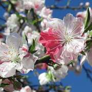 ヒメ日記 2025/03/19 17:12 投稿 すみれ 北九州人妻倶楽部（三十路、四十路、五十路）