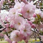 ヒメ日記 2025/03/27 18:03 投稿 すみれ 北九州人妻倶楽部（三十路、四十路、五十路）