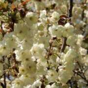 ヒメ日記 2025/03/28 12:54 投稿 すみれ 北九州人妻倶楽部（三十路、四十路、五十路）