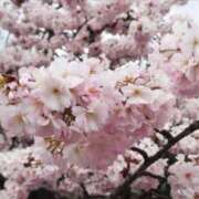 ヒメ日記 2025/03/29 16:18 投稿 すみれ 北九州人妻倶楽部（三十路、四十路、五十路）