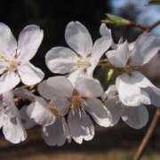 ヒメ日記 2025/03/31 12:03 投稿 すみれ 北九州人妻倶楽部（三十路、四十路、五十路）