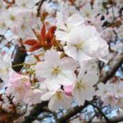 ヒメ日記 2025/04/02 12:18 投稿 すみれ 北九州人妻倶楽部（三十路、四十路、五十路）