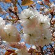 ヒメ日記 2025/04/04 19:03 投稿 すみれ 北九州人妻倶楽部（三十路、四十路、五十路）