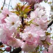 ヒメ日記 2025/04/05 12:33 投稿 すみれ 北九州人妻倶楽部（三十路、四十路、五十路）