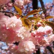 ヒメ日記 2025/04/06 14:48 投稿 すみれ 北九州人妻倶楽部（三十路、四十路、五十路）