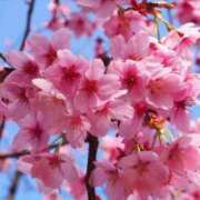 ヒメ日記 2025/04/07 13:03 投稿 すみれ 北九州人妻倶楽部（三十路、四十路、五十路）