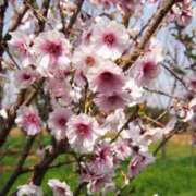 ヒメ日記 2025/04/08 23:33 投稿 すみれ 北九州人妻倶楽部（三十路、四十路、五十路）