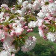 ヒメ日記 2025/04/09 13:03 投稿 すみれ 北九州人妻倶楽部（三十路、四十路、五十路）