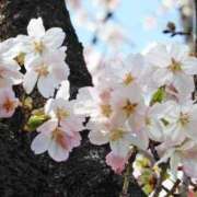 ヒメ日記 2025/04/10 20:48 投稿 すみれ 北九州人妻倶楽部（三十路、四十路、五十路）