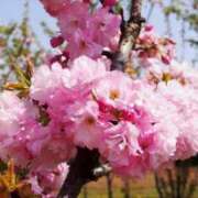 ヒメ日記 2025/04/11 20:48 投稿 すみれ 北九州人妻倶楽部（三十路、四十路、五十路）