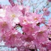 ヒメ日記 2025/04/13 19:33 投稿 すみれ 北九州人妻倶楽部（三十路、四十路、五十路）