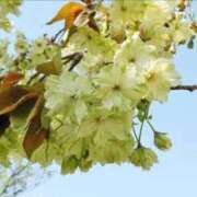 ヒメ日記 2025/04/14 06:03 投稿 すみれ 北九州人妻倶楽部（三十路、四十路、五十路）