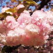 ヒメ日記 2025/04/15 23:18 投稿 すみれ 北九州人妻倶楽部（三十路、四十路、五十路）