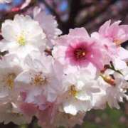 ヒメ日記 2025/04/16 12:03 投稿 すみれ 北九州人妻倶楽部（三十路、四十路、五十路）