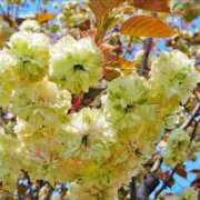 ヒメ日記 2025/04/17 20:33 投稿 すみれ 北九州人妻倶楽部（三十路、四十路、五十路）