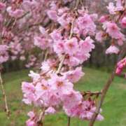 ヒメ日記 2025/04/18 16:33 投稿 すみれ 北九州人妻倶楽部（三十路、四十路、五十路）