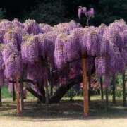 ヒメ日記 2025/04/20 21:03 投稿 すみれ 北九州人妻倶楽部（三十路、四十路、五十路）